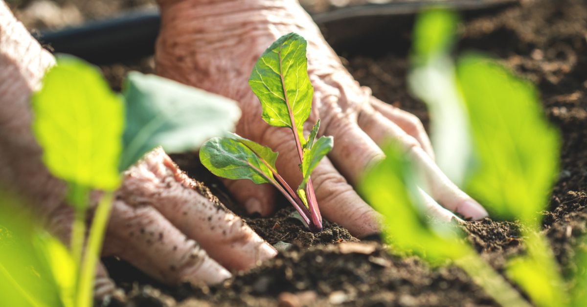 Les plantes ennemies de votre potager, à ne jamais planter à côté de vos cultures