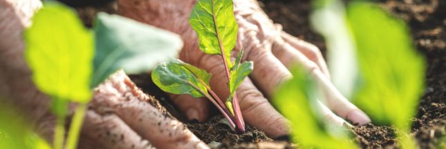 Les plantes ennemies de votre potager, à ne jamais planter à côté de vos cultures