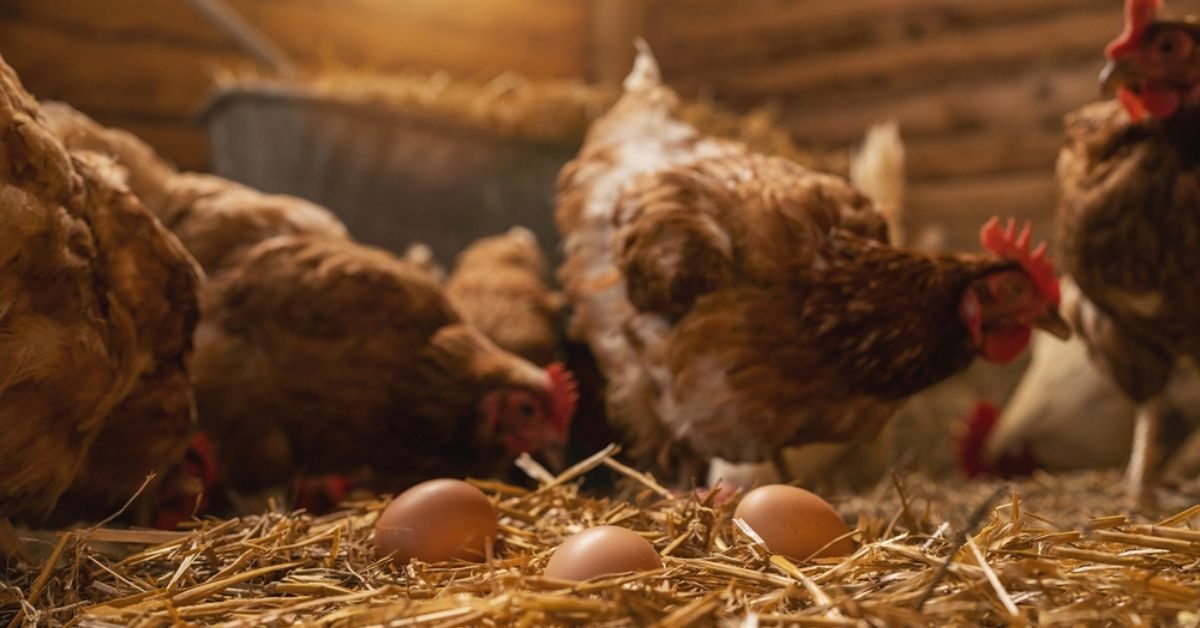 Réussir l’intégration d’une nouvelle poule dans votre poulailler, étape par étape