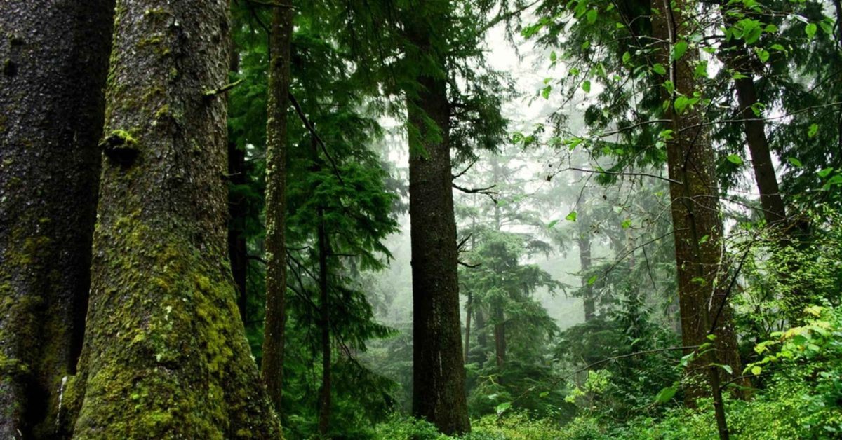 Une forêt renaît grâce à la pulpe de café