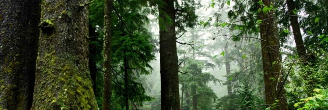 De la pulpe de café pour sauver les forêt