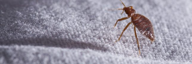 Qu'est-ce qui cause les punaises de lit ?