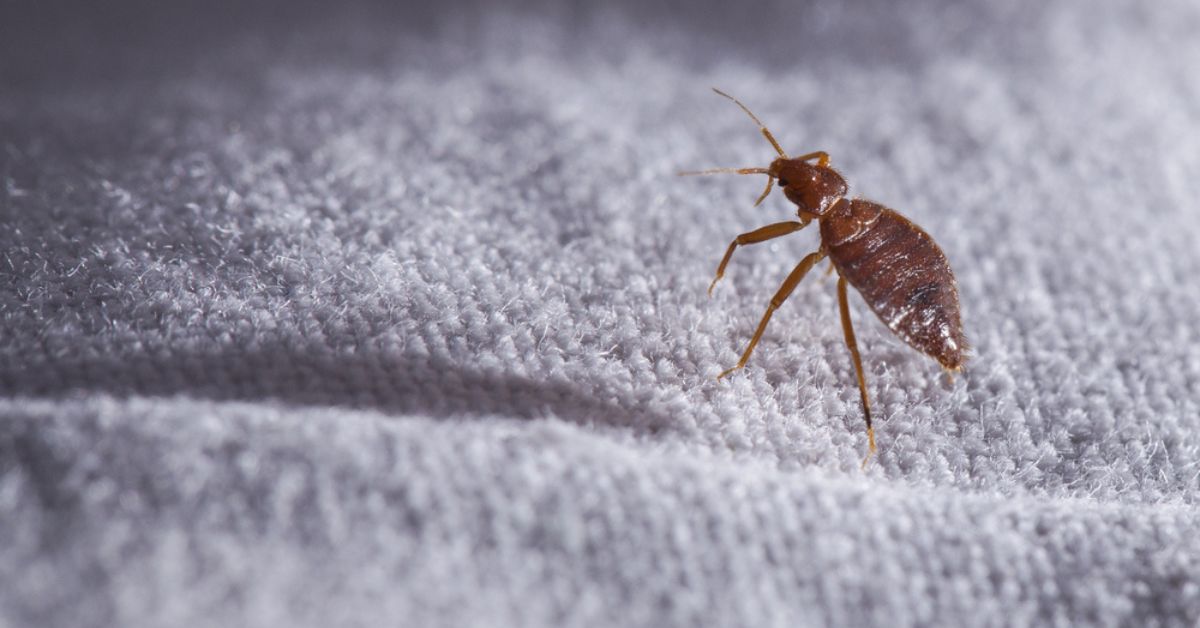 Qu'est-ce qui cause les punaises de lit ? Qu'est-ce qui cause les punaises de lit ?