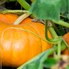 Quand et comment récolter les courges pour une saveur optimale Quand et comment récolter les courges pour une saveur optimale