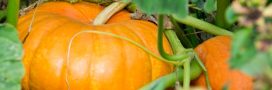 Quand et comment récolter les courges pour une saveur optimale Quand et comment récolter les courges pour une saveur optimale