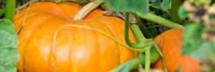 Quand et comment récolter les courges pour une saveur optimale Quand et comment récolter les courges pour une saveur optimale