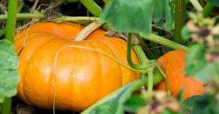 Quand et comment récolter les courges pour une saveur optimale Quand et comment récolter les courges pour une saveur optimale
