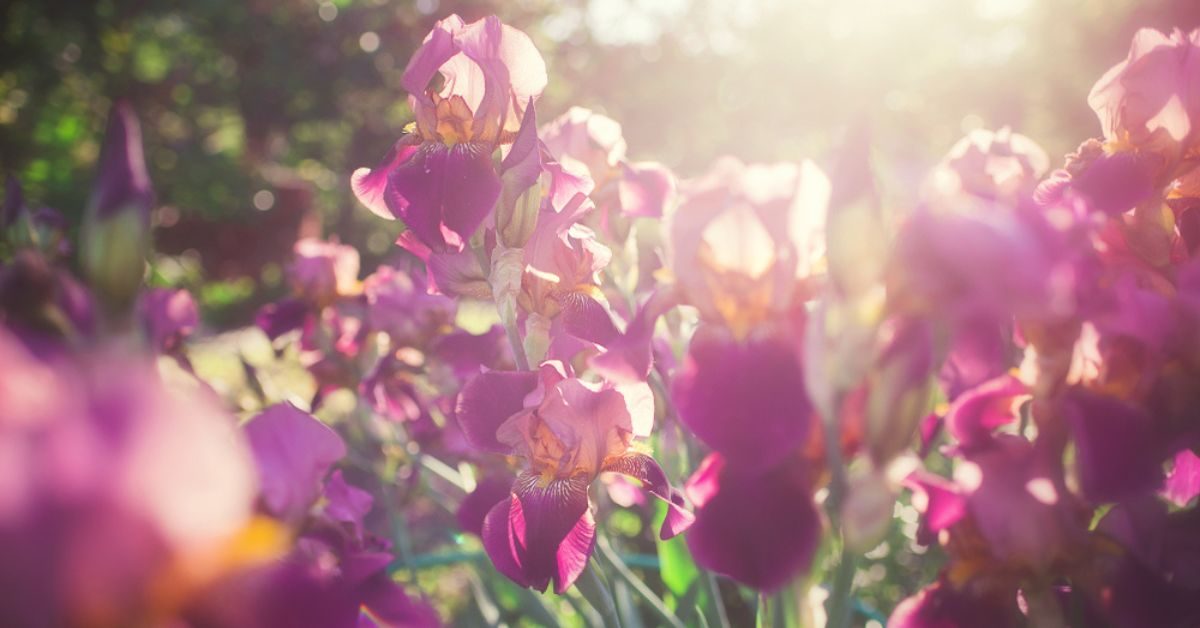 Quand rabattre les iris et comment les préparer à la fin de l’été ?