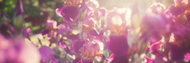Quand rabattre les iris et comment les préparer à la fin de l'été ?