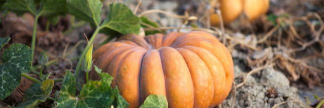 Quand et comment récolter les courges pour une saveur optimale