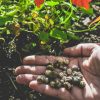 Récolter et conserver les graines d'automne pour un jardin prospère Récolter et conserver les graines d'automne pour un jardin prospère