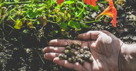 Récolter et conserver les graines d’automne pour un jardin prospère