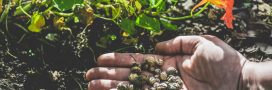 Récolter et conserver les graines d'automne pour un jardin prospère Récolter et conserver les graines d'automne pour un jardin prospère