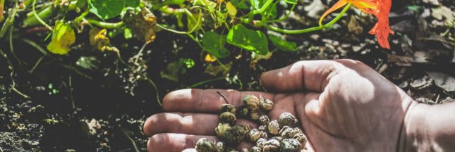 Récolter et conserver les graines d'automne pour un jardin prospère