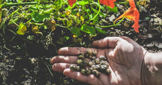 Récolter et conserver les graines d'automne pour un jardin prospère