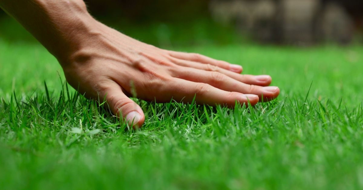 Sabler la pelouse pour rajeunir son gazon : tout savoir sur cette technique méconnue