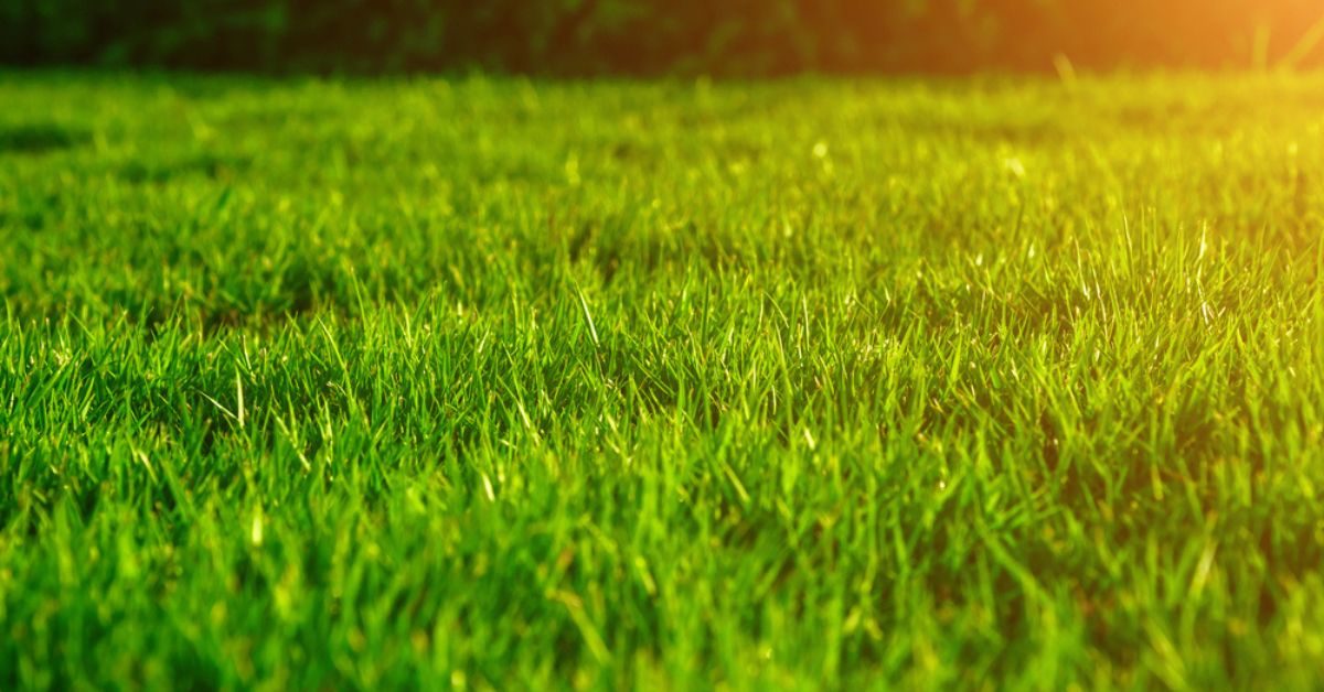 Le sablage de la pelouse : qu'est-ce que c'est ?