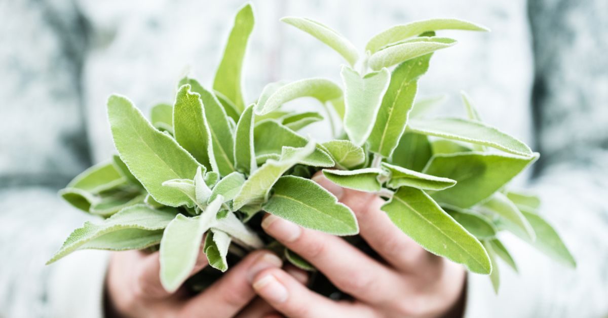 Récolter et utiliser la sauge fraîche du jardin, herbe aromatique d’exception