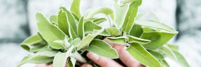 Quand récolter et comment utiliser la sauge fraîche du jardin, herbe aromatique d'exception