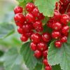 Tailler et protéger les groseilliers en automne pour de futures récoltes généreuses Tailler et protéger les groseilliers en automne pour de futures récoltes généreuses