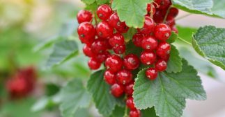 Tailler et protéger les groseilliers en automne pour de futures récoltes généreuses Tailler et protéger les groseilliers en automne pour de futures récoltes généreuses