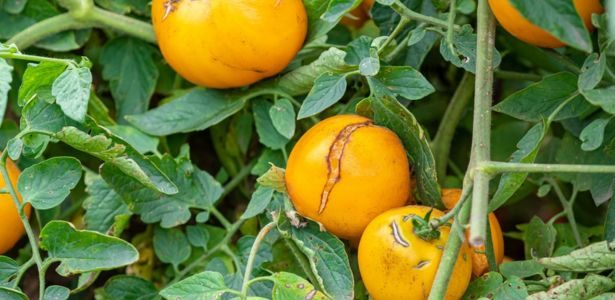 Comment éviter l'éclatement des tomates ?