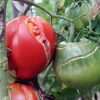 Pourquoi mes tomates sont fendues et comment y remédier ?