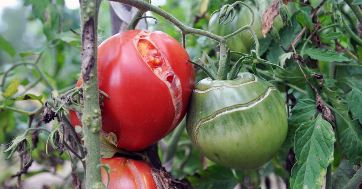 Pourquoi mes tomates sont fendues et comment y remédier ?