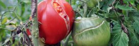 Pourquoi mes tomates sont fendues et comment y remédier ?