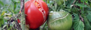 Pourquoi mes tomates sont fendues et comment y remédier ?