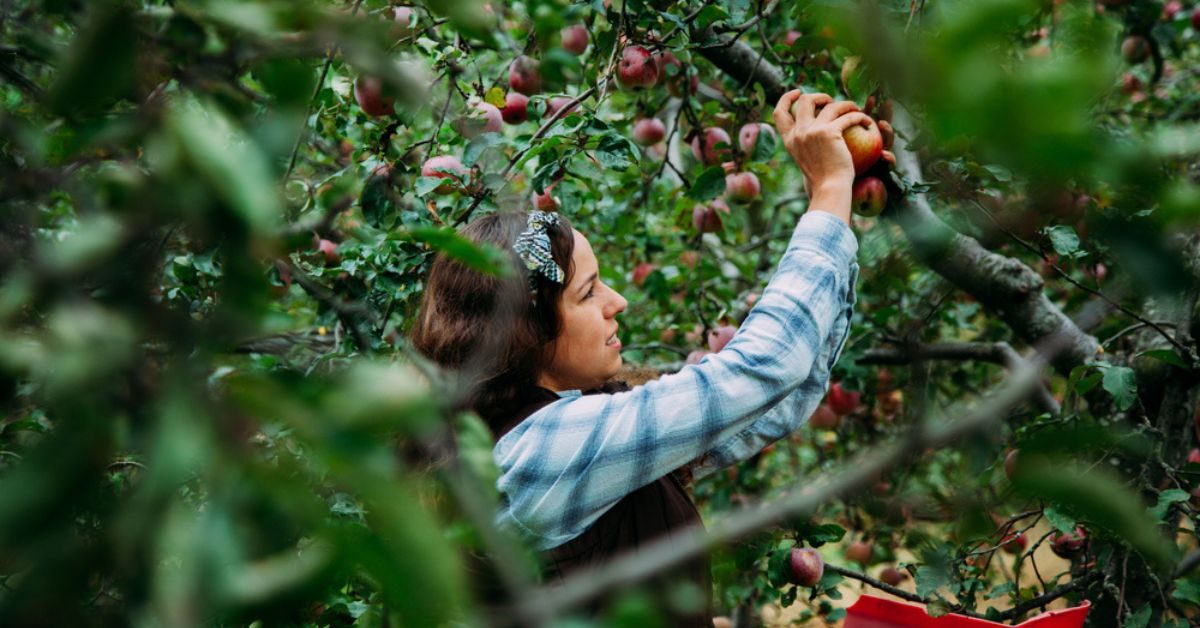 L’automne au verger : ces taches indispensables à de futures récoltes fructueuses 