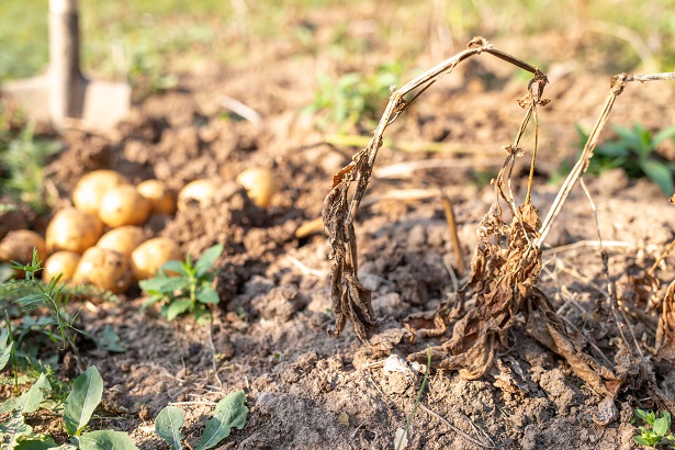 aliments rechauffement climatique