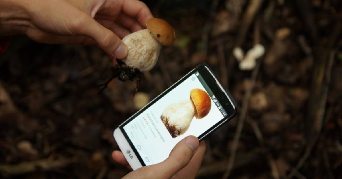Les meilleures applications pour reconnaître les champignons comestibles