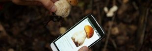 Les meilleures applications pour reconnaître les champignons comestibles