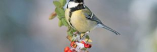 Quels arbustes et haies planter en automne pour protéger les oiseaux en hiver ? Quels arbustes et haies planter en automne pour protéger les oiseaux en hiver ?