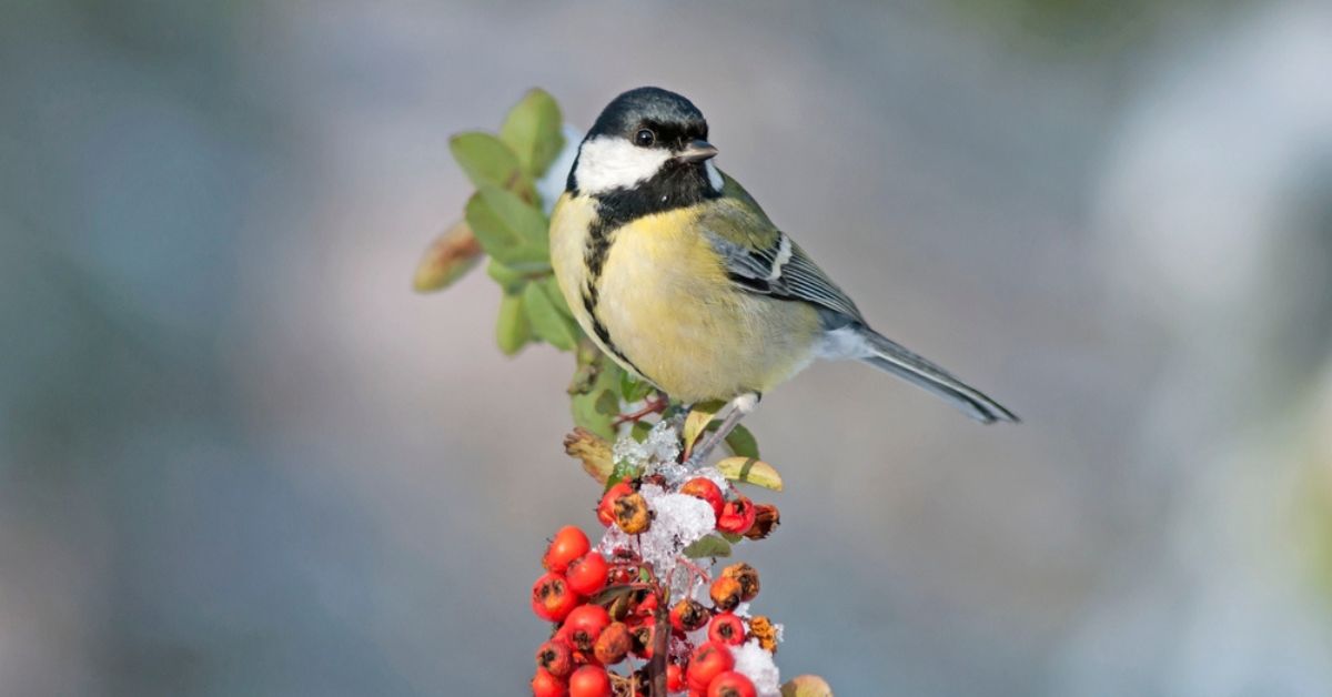 Quels arbustes et haies planter en automne pour protéger les oiseaux en hiver ?