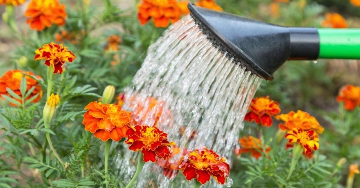 Arrosage du jardin en automne : 7 types de plantes à ne surtout pas oublier