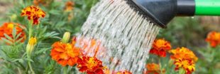 Arrosage du jardin en automne : 7 types de plantes à ne surtout pas oublier
