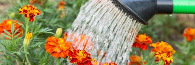 Arrosage du jardin en automne : 7 types de plantes à ne surtout pas oublier