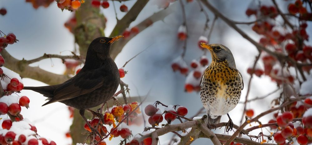 aubépine, arbuste et haie pour les oiseaux en hiver