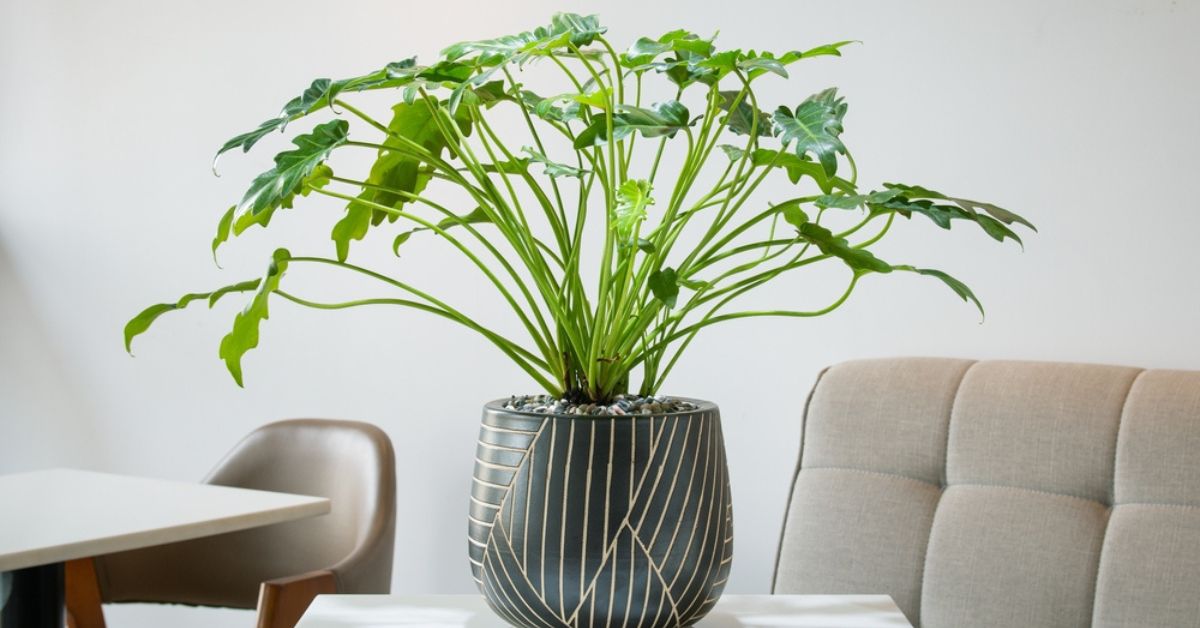 Les plantes d'intérieur idéales en automne : faites entrer la nature à la maison !