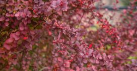Découvrez le Berberis, sublime arbuste aux savoureuses baies facile à cultiver Découvrez le Berberis, sublime arbuste aux savoureuses baies facile à cultiver