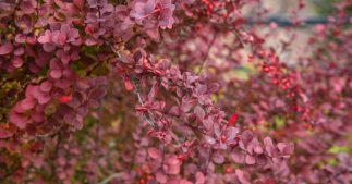Découvrez le Berberis, sublime arbuste aux savoureuses baies facile à cultiver Découvrez le Berberis, sublime arbuste aux savoureuses baies facile à cultiver