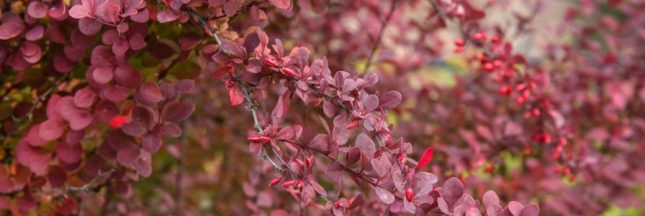 Découvrez le Berberis, sublime arbuste aux savoureuses baies facile à cultiver