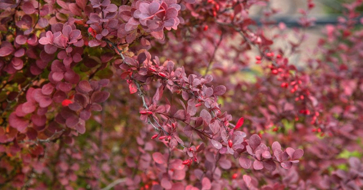 Découvrez le Berberis, sublime arbuste aux savoureuses baies facile à cultiver Découvrez le Berberis, sublime arbuste aux savoureuses baies facile à cultiver