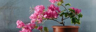 Cultiver un bougainvillier en pot magnifiquement fleuri : toutes les astuces