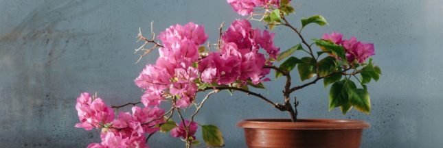 Cultiver un bougainvillier en pot magnifiquement fleuri : toutes les astuces