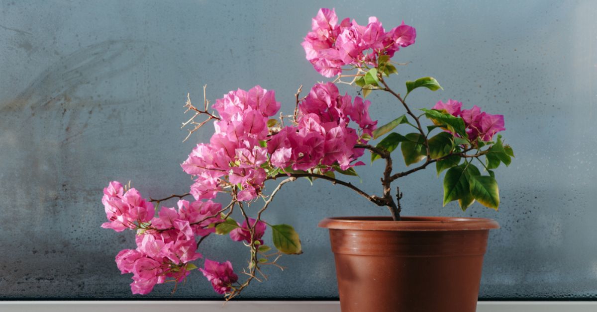 Cultiver un bougainvillier en pot magnifiquement fleuri : toutes les astuces