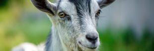 Des chèvres tuées à cause de terrains de tennis