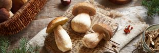 10 champignons comestibles en automne : savoir les reconnaître 10 champignons comestibles en automne : savoir les reconnaître